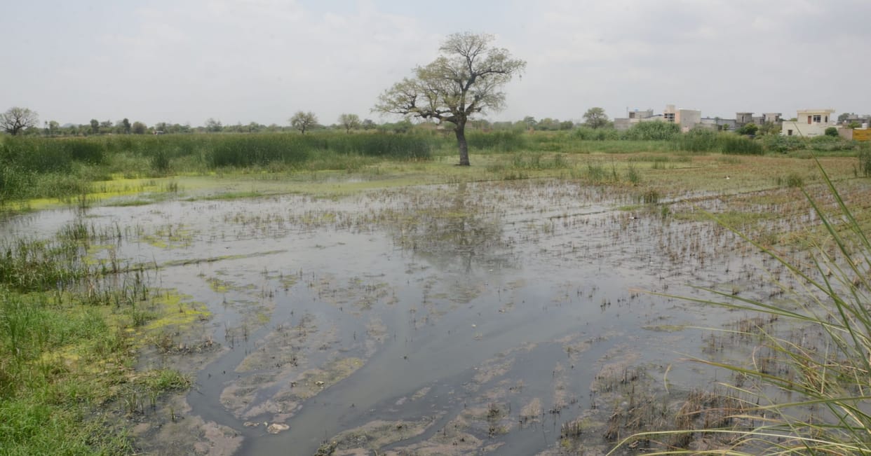 agriculture