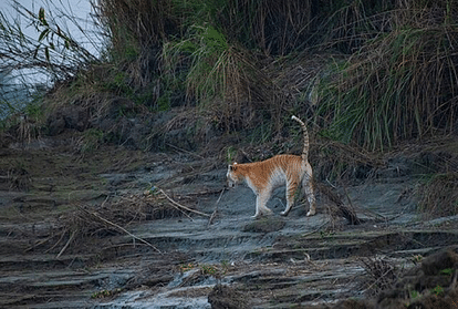 india's one and only golden tiger spotted in kaziranga assam pics goes viral on social media