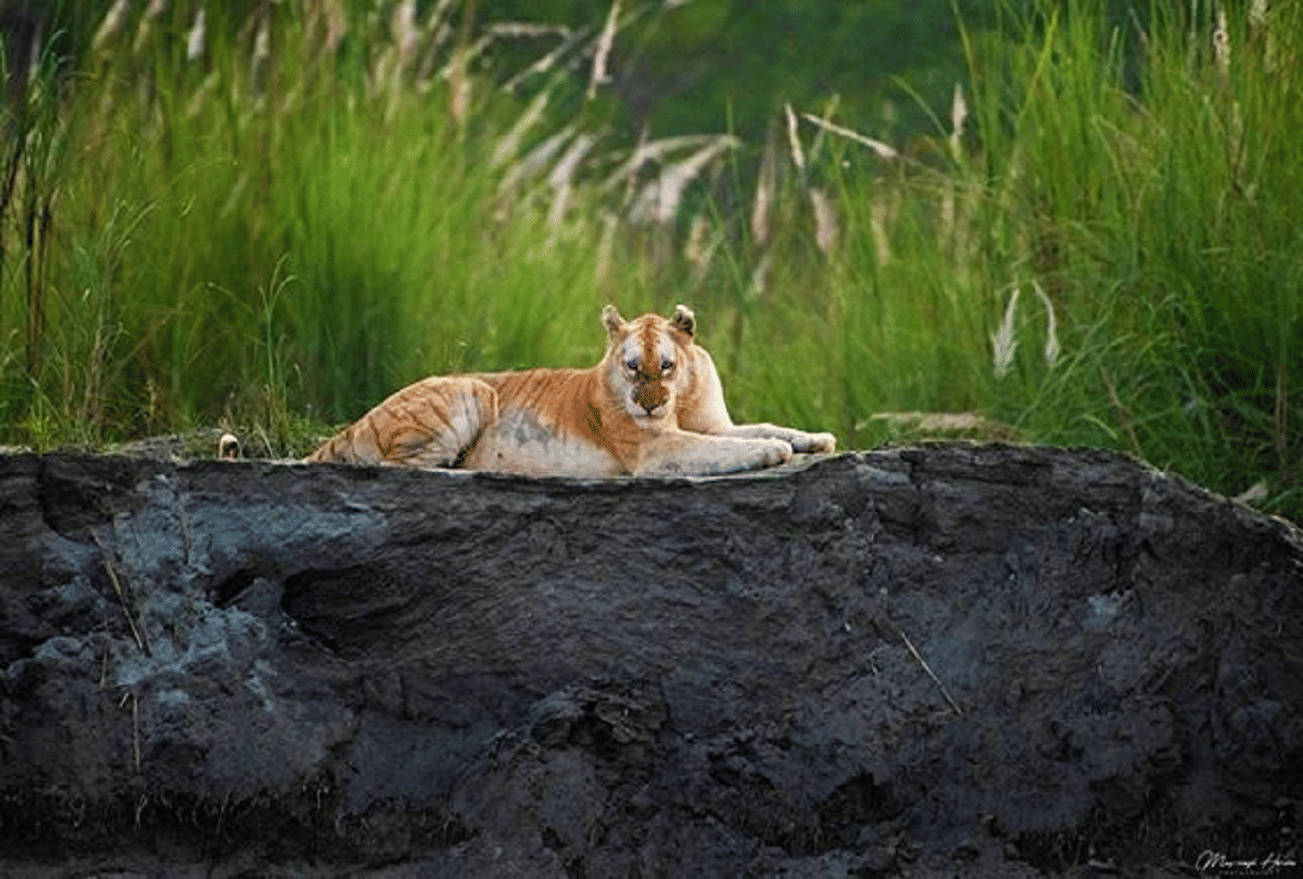 Search for tigress: 26 cameras installed in rubber factory fail .. 16 more to be installed