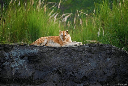 india's one and only golden tiger spotted in kaziranga assam pics goes viral on social media