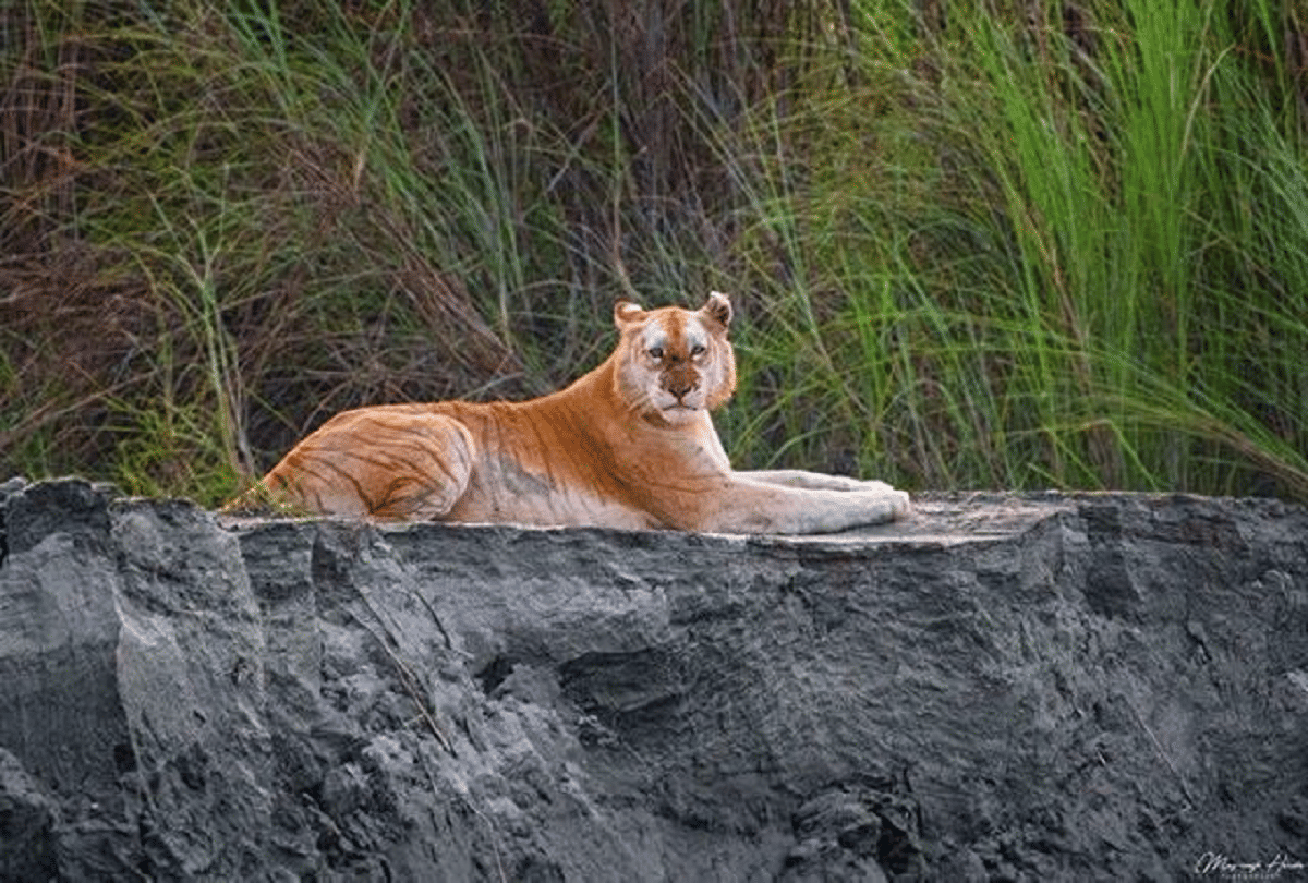 india's one and only golden tiger spotted in kaziranga assam pics goes viral on social media