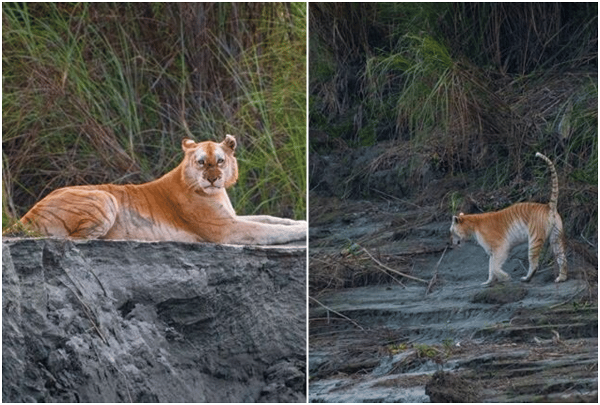 india's one and only golden tiger spotted in kaziranga assam pics goes viral on social media