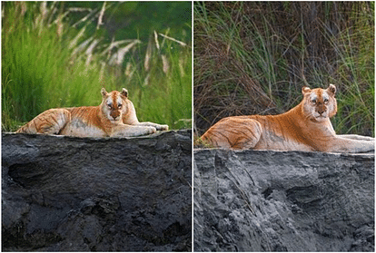 india's one and only golden tiger spotted in kaziranga assam pics goes viral on social media