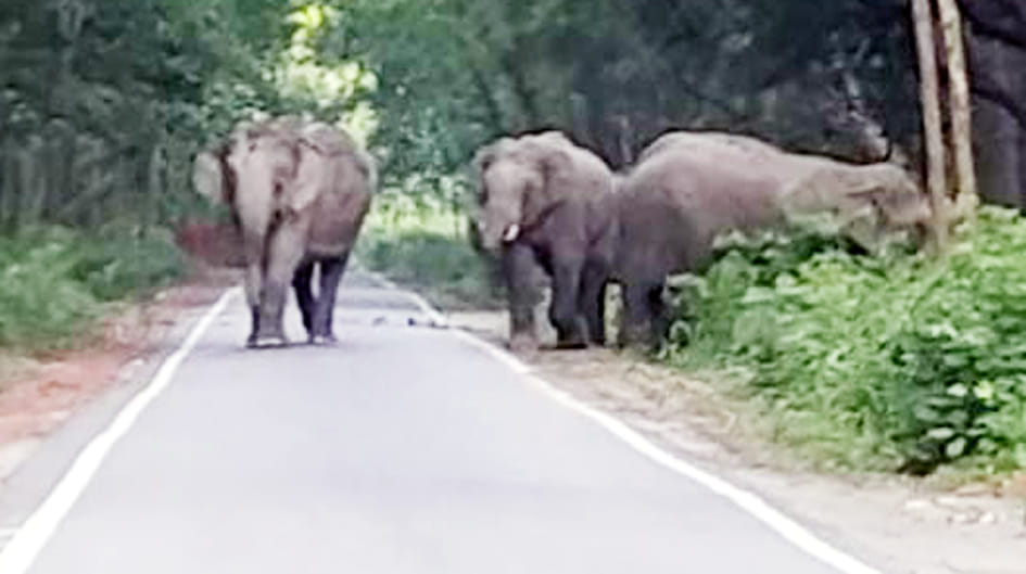 Elephant herd on Dudhwa-Gaurifanta route