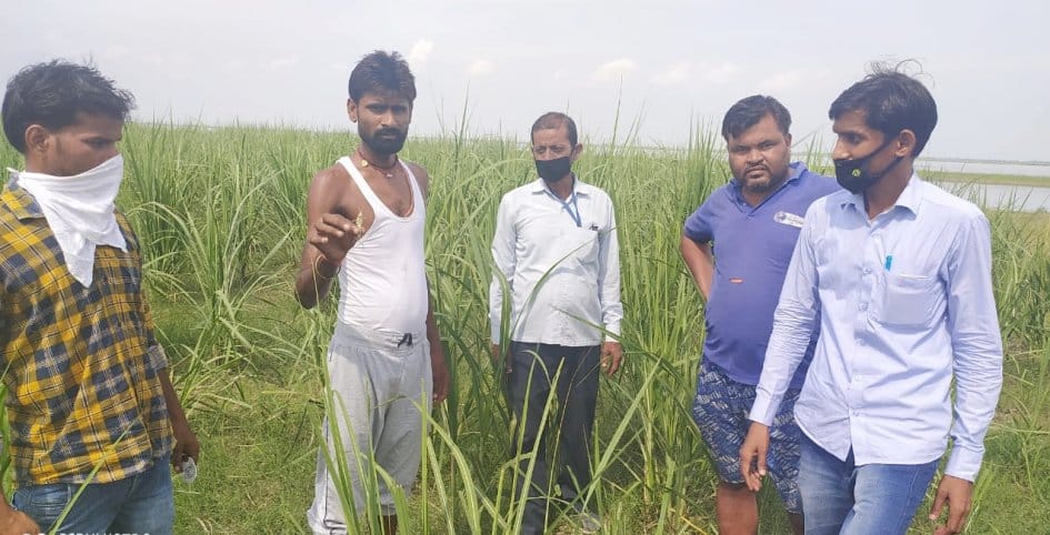 Locust team from Sitapur attacked several villages in Isanagar area