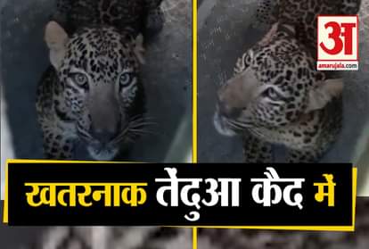 Forest Department Caught Leopard In Nashik