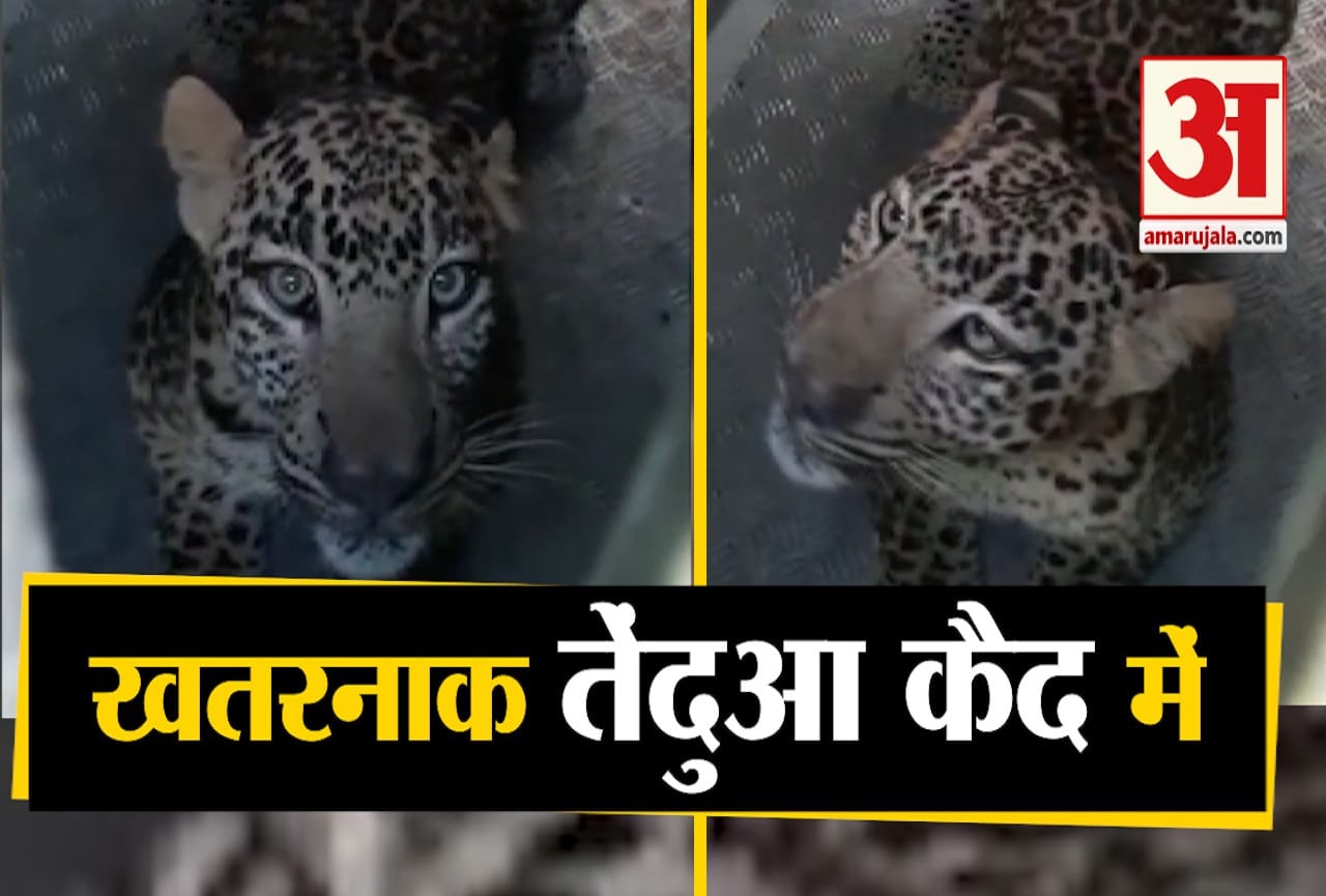 तेंदुआ