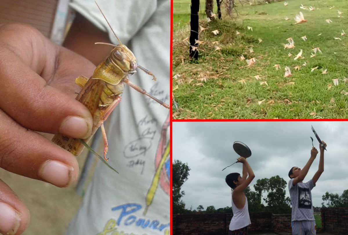 locust swarm attacked in siddharthnagar