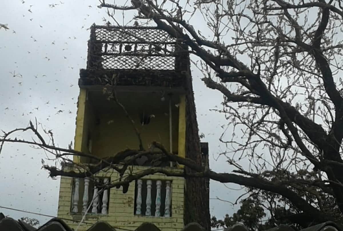 locust swarm attacked in siddharthnagar