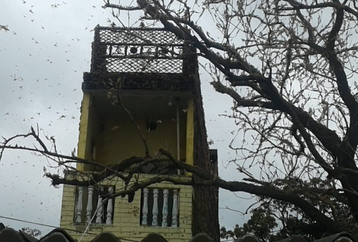 locust swarm attacked in siddharthnagar