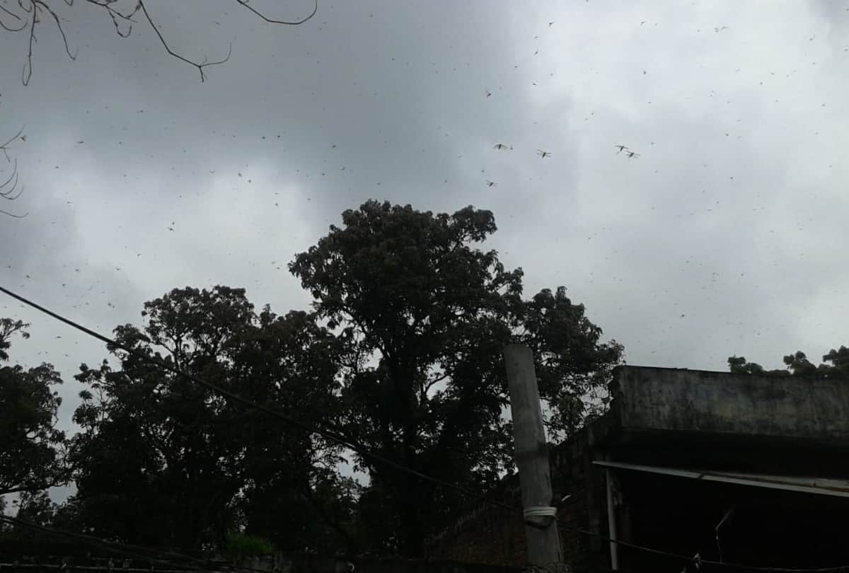 locust swarm attacked in siddharthnagar
