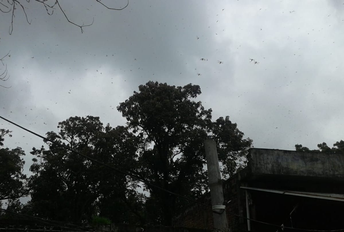 locust swarm attacked in siddharthnagar