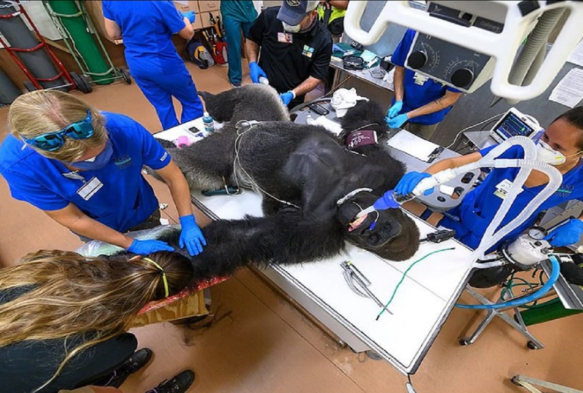196 kg gorilla corona test negative, was ill for a week in miami zoo