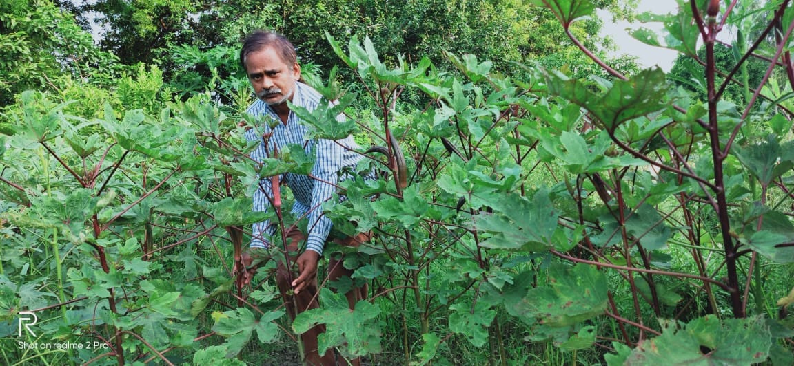 Red ladyfinger cultivation has tripled profits