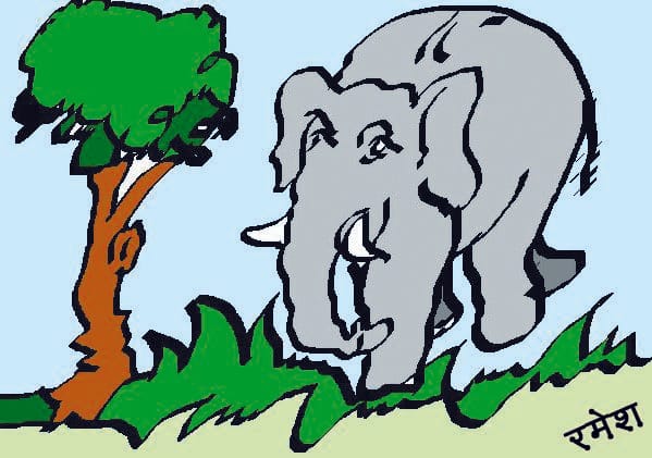Elephant died after installing radio collar