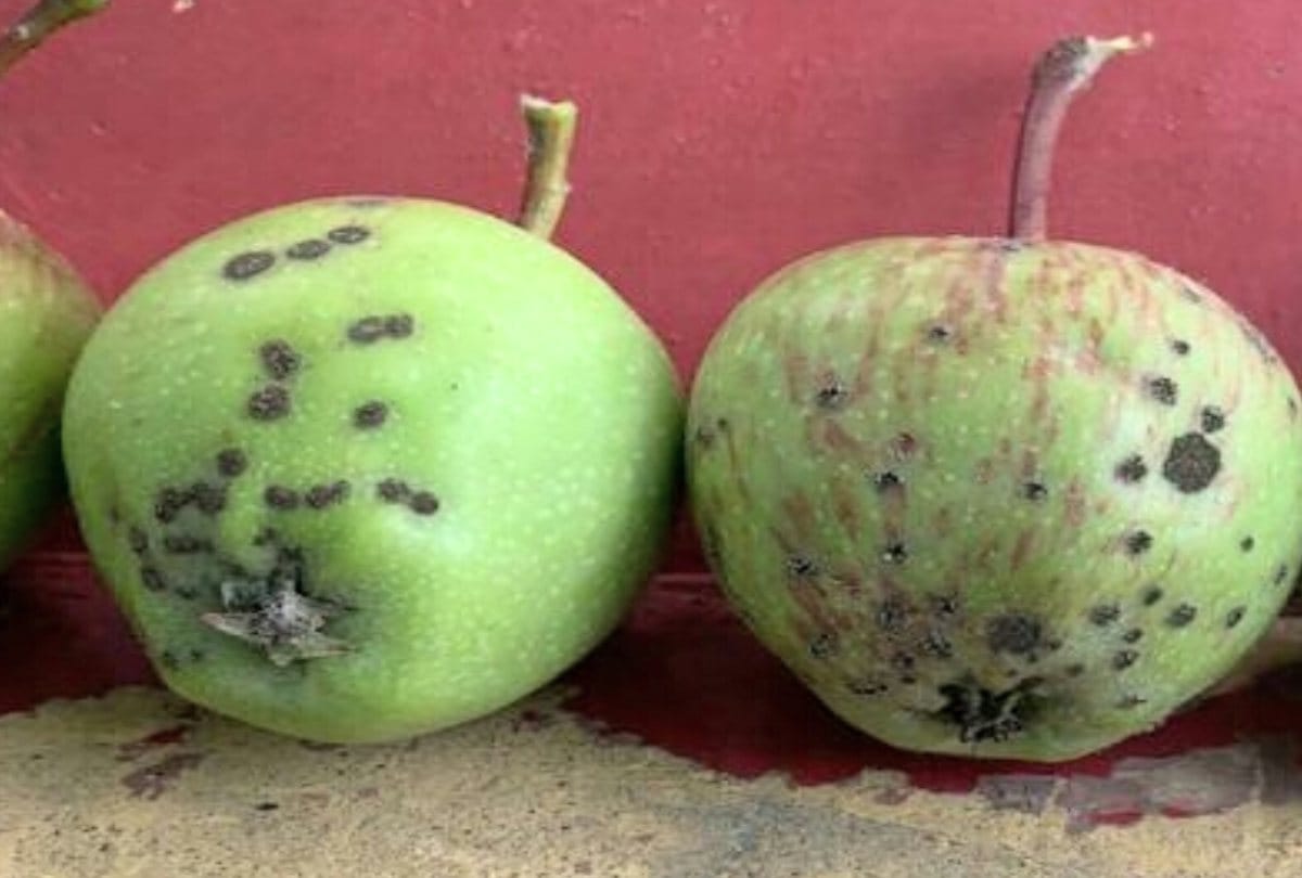 60 percent apple garden in upper Shimla affected with  scab