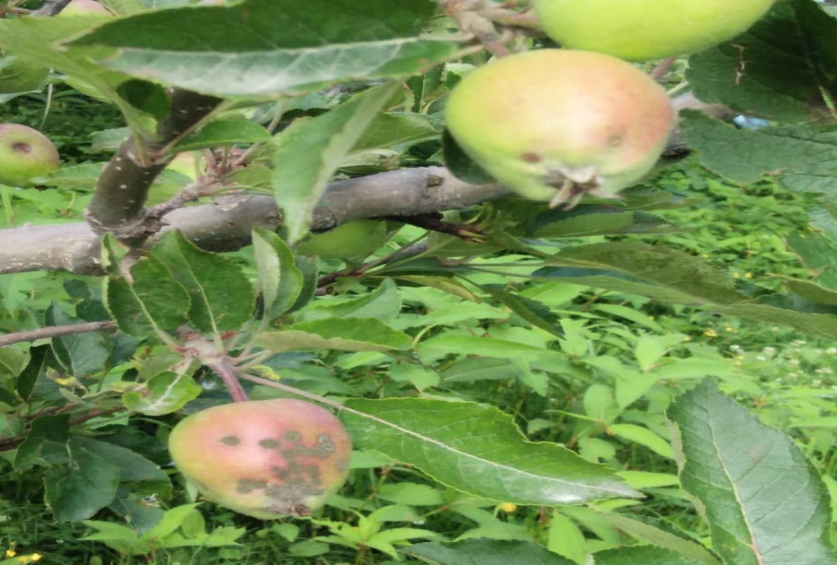 If the apple is not saved from scab disease then the back of the gardeners will be broken