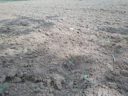 crop drying caused by no rain