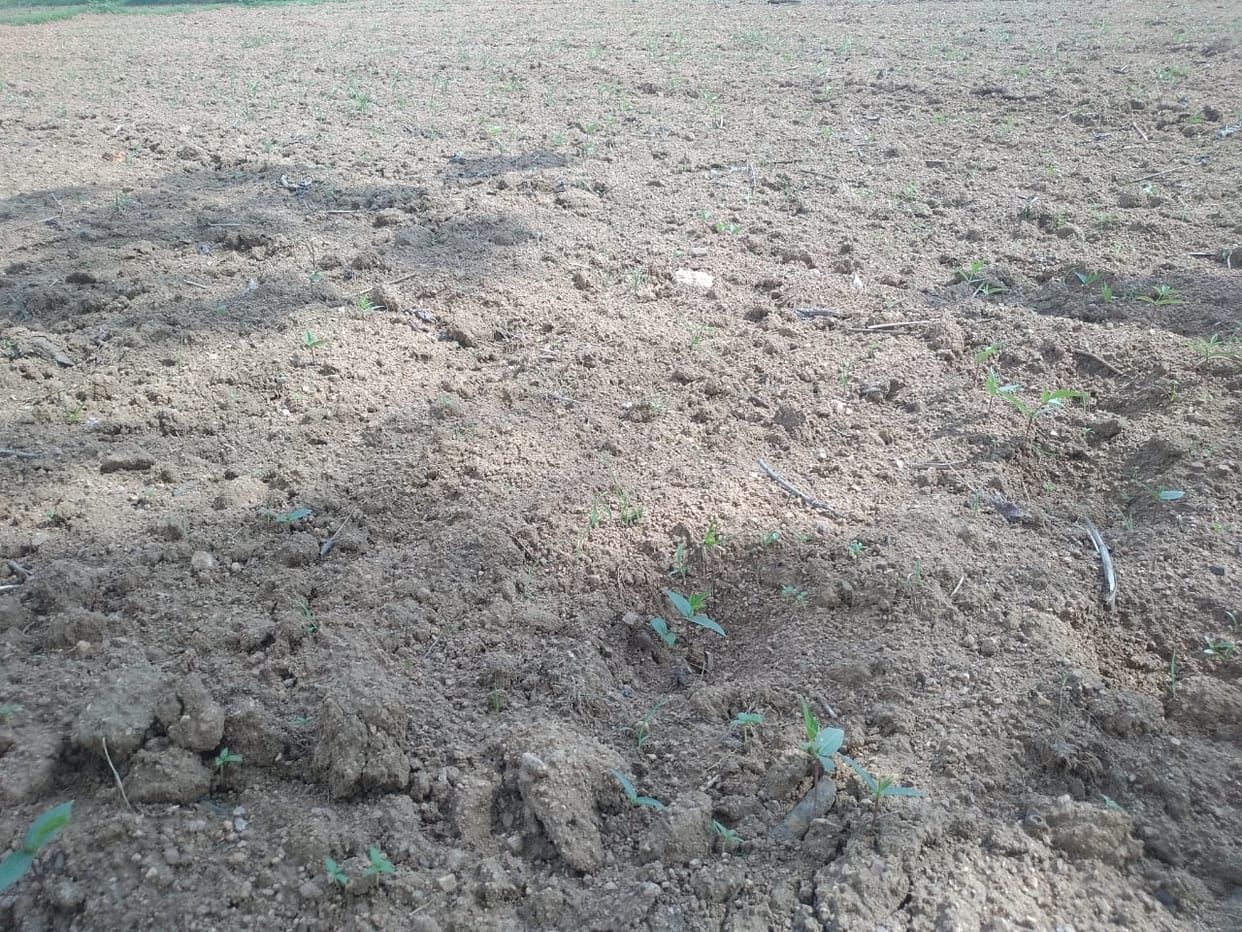 crop drying caused by no rain