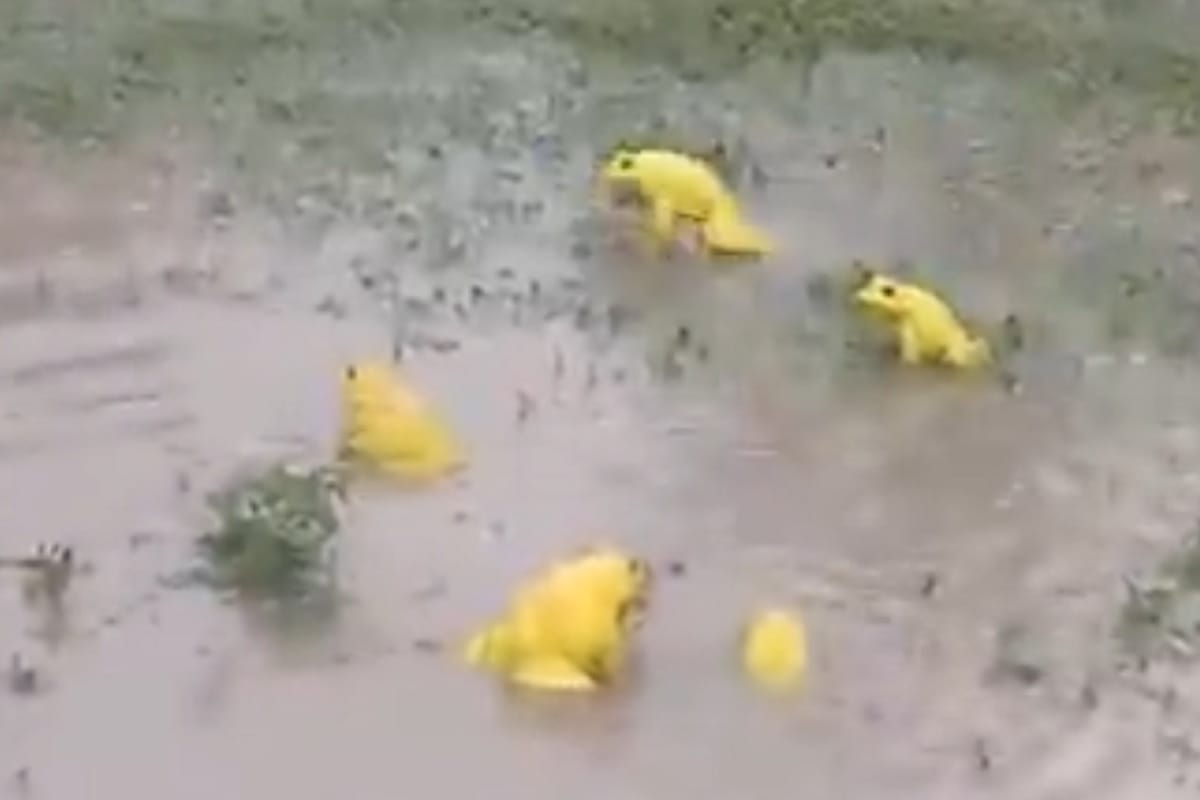 Army of yellow coloured frogs aka Indian Bullfrogs spotted in Madhya Pradesh