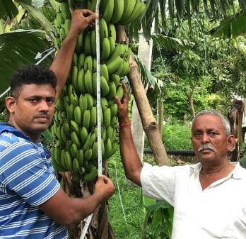 After the mangoes people of London will also eat Banarasi banana