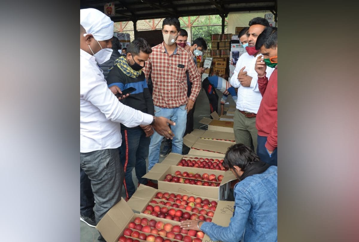 Mumbai, Delhi, Ahmedabad, Surat will get fresh shimla apple in Corona Crisis