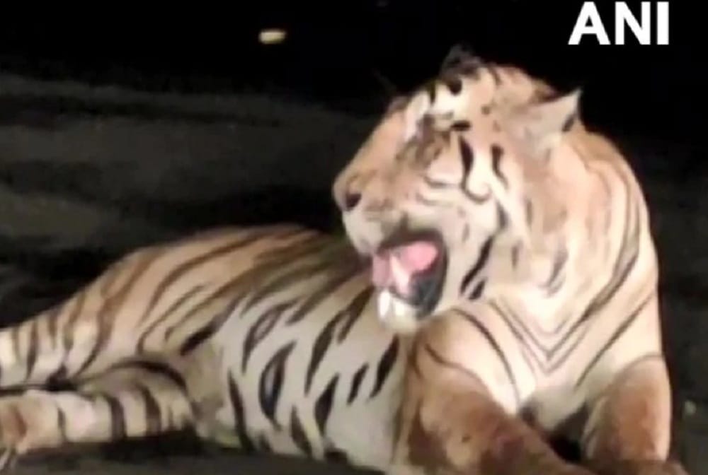 Tiger seen resting on national highway in madhya pradesh seoni