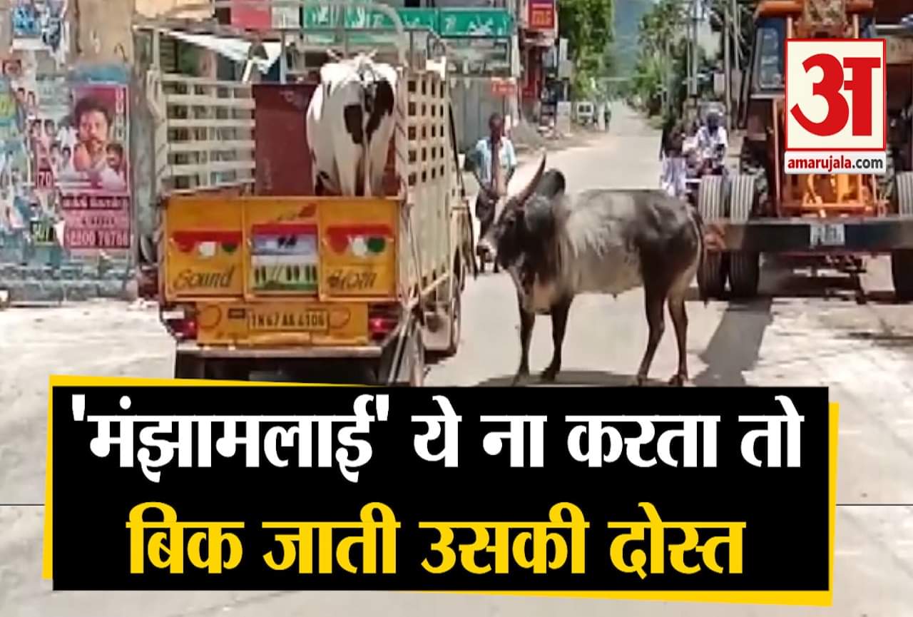 वायरल वीडियो