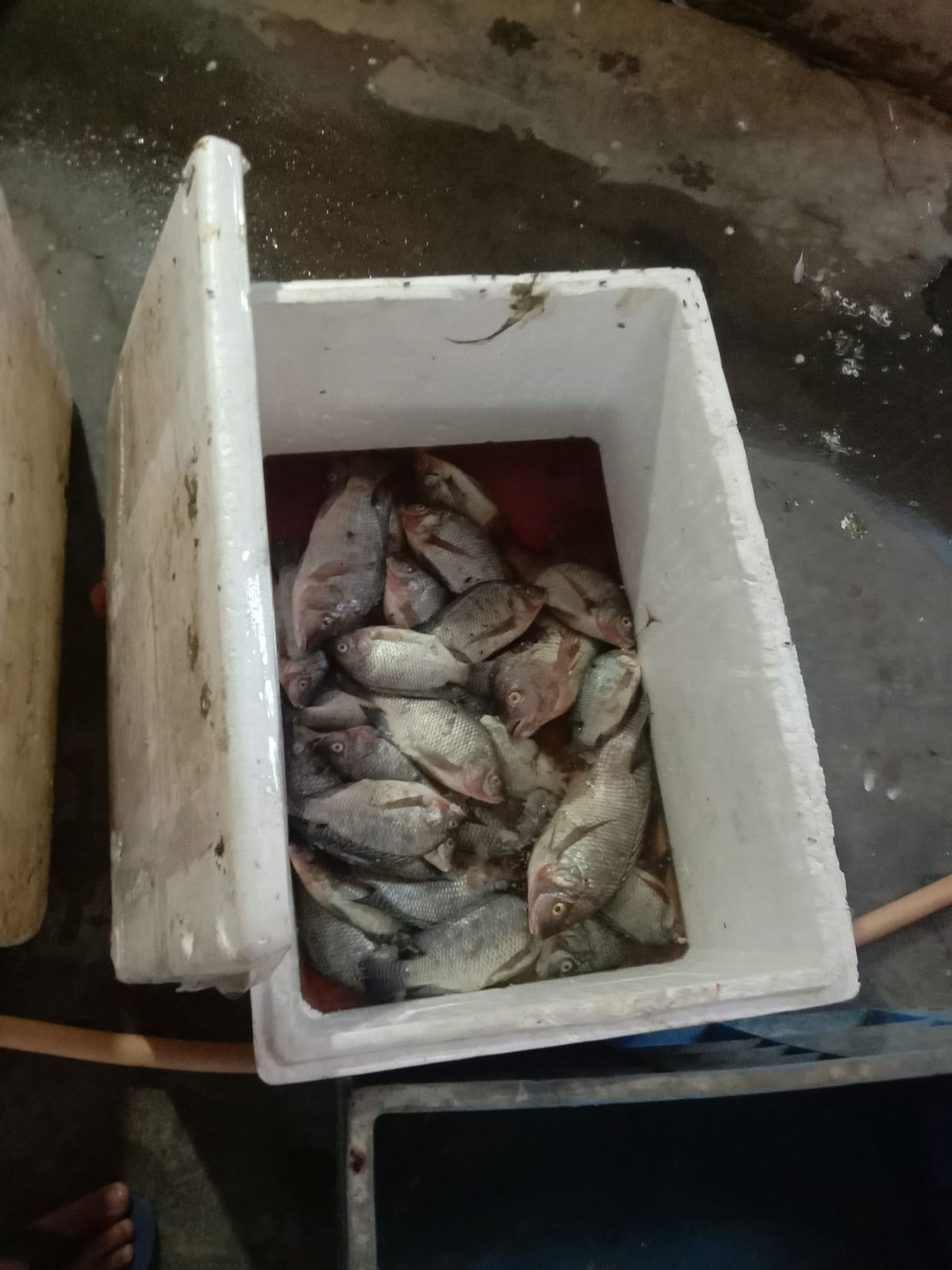 Poaching of fish in century
