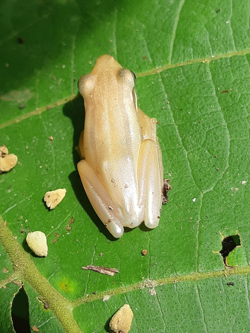 Rare tree frog seen in Dudhwa