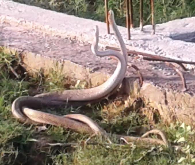 A crowd of black snakes was seen