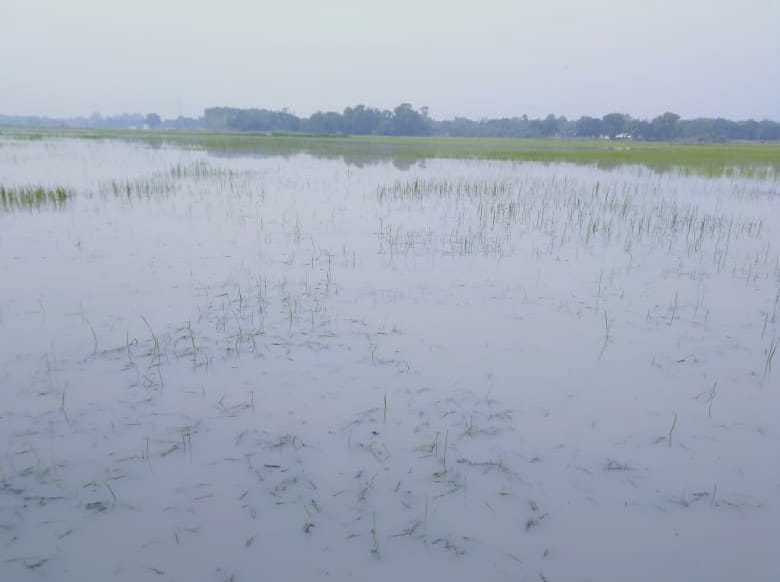 500 bigha crop of two hundred farmers destroyed by drowning
