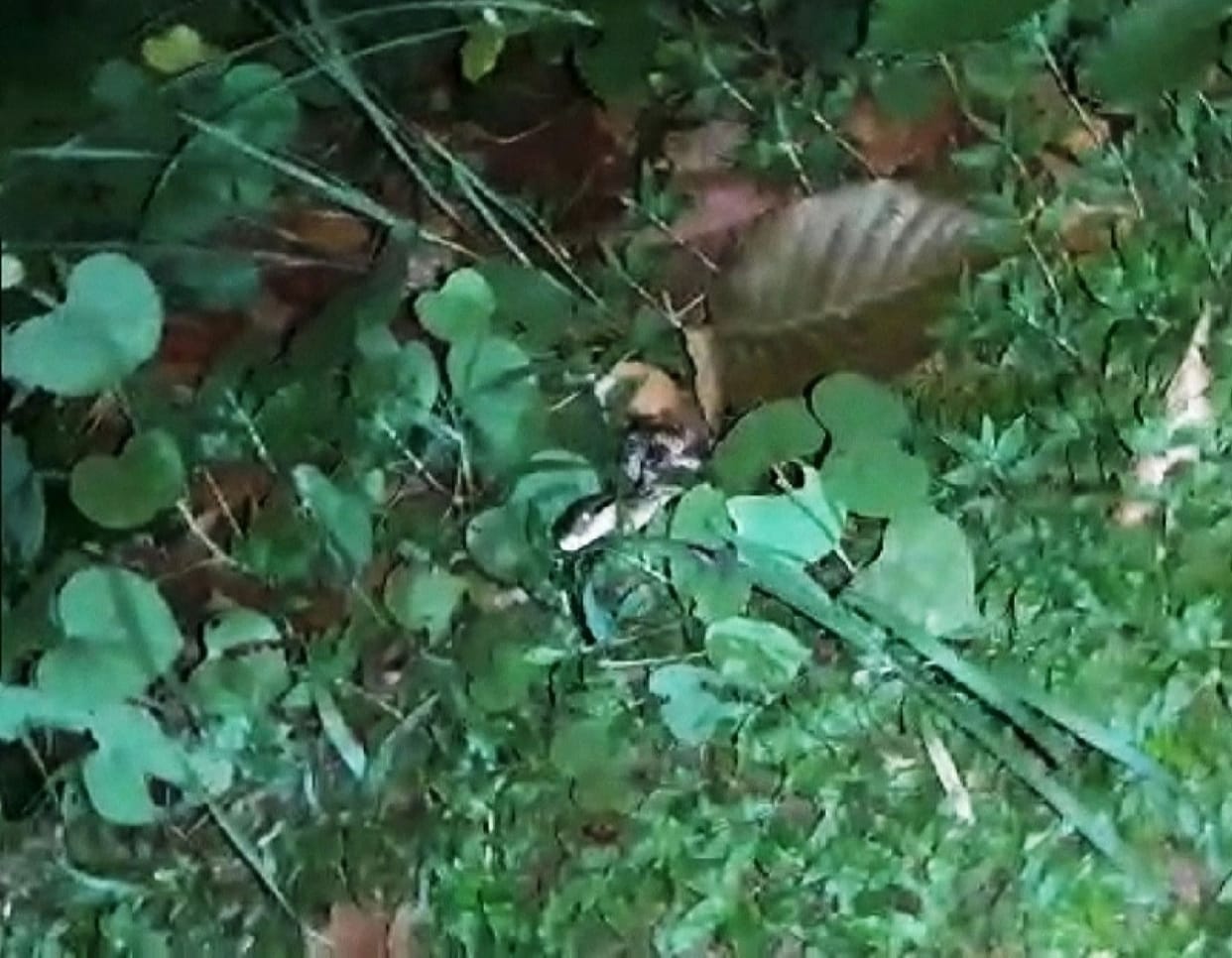 Rare big cat snake showing in Katarnia