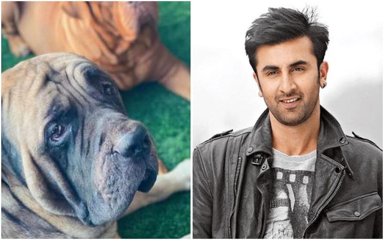 Ranbir Kapoor reportedly got bitten by his pet dog recently visit to the hospital