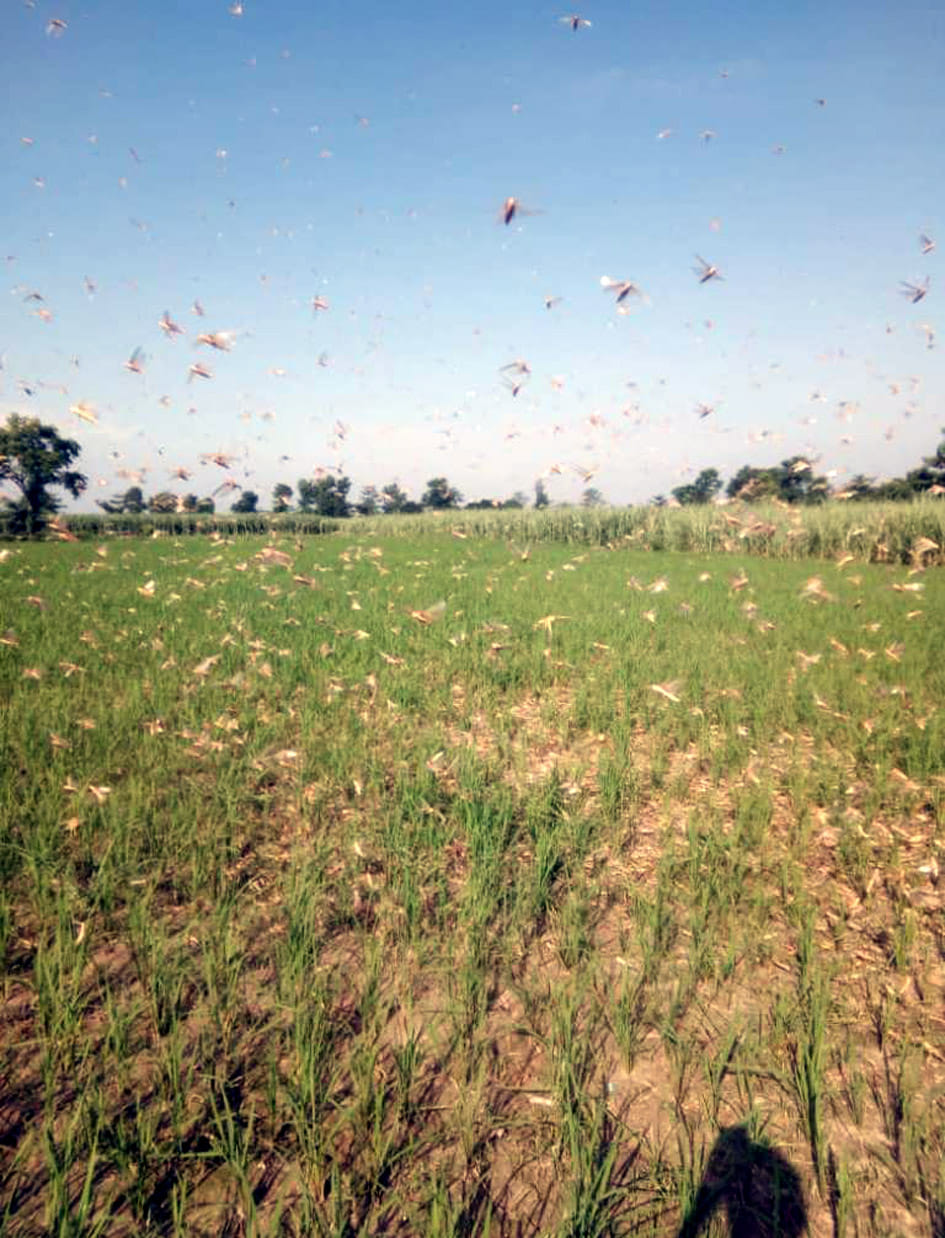 Locust team attacked in five blocks, farmers were scared