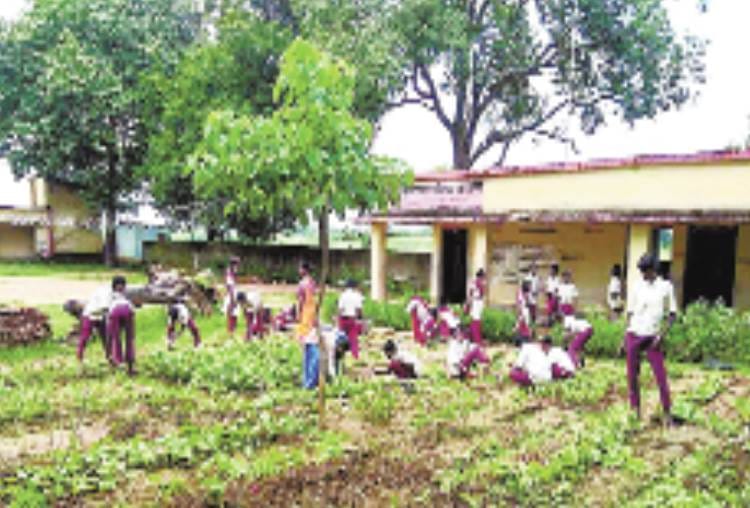 kitchen gardens will be built in 30 thousand parishadiya schools