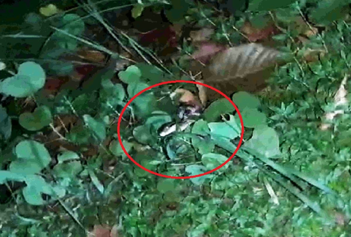 Rare big cat snake showing in katarniaghat bahraich
