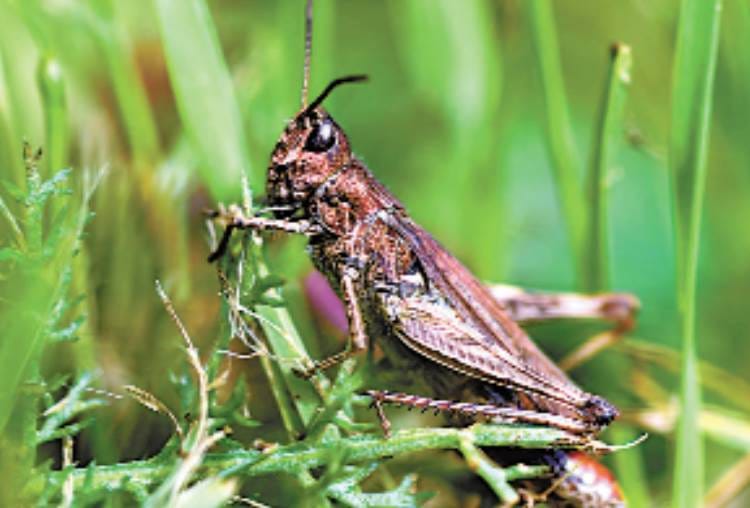 Sugarcane department formed 437 teams to stop locust-swarm
