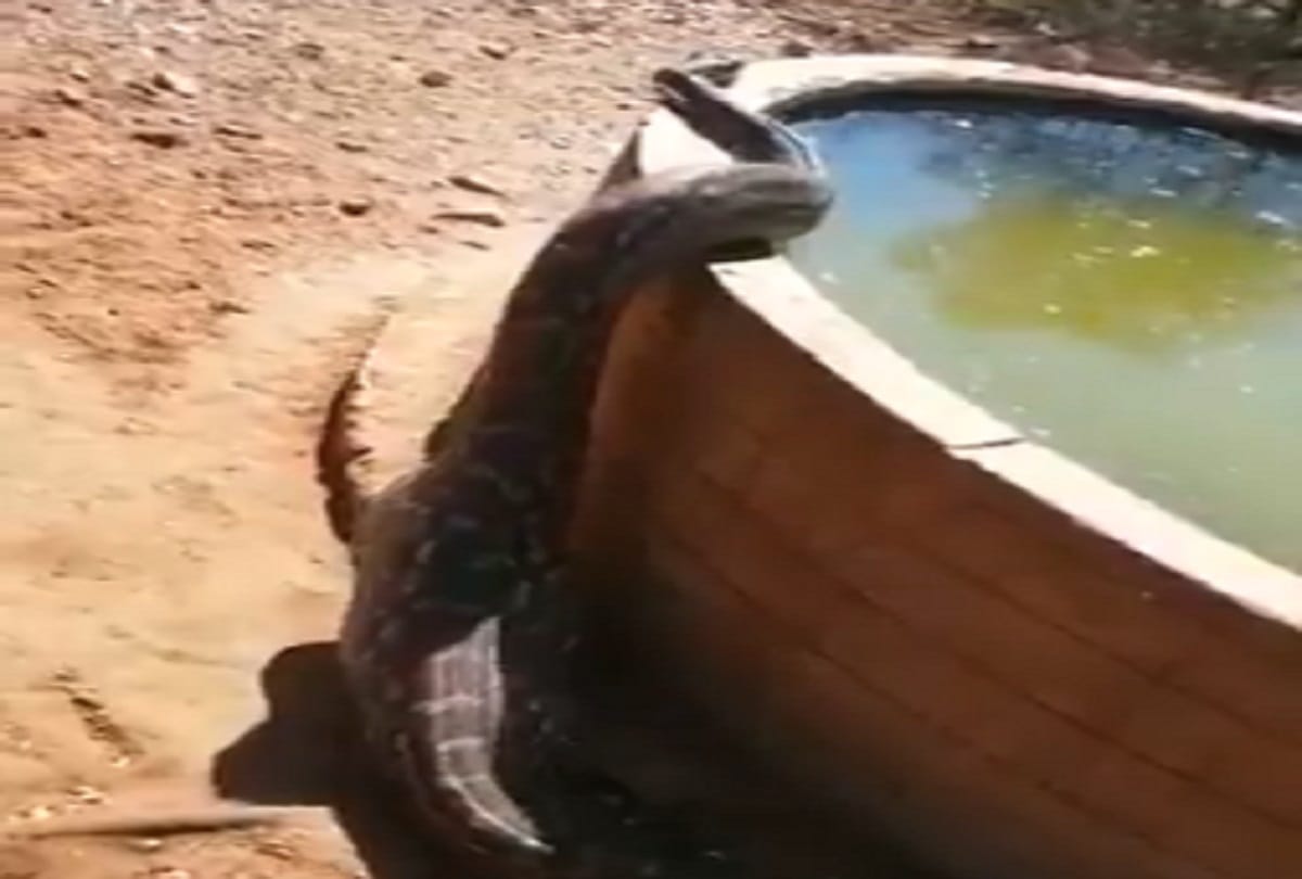 Python quenches thirst after hunting, many questions asked in viral video