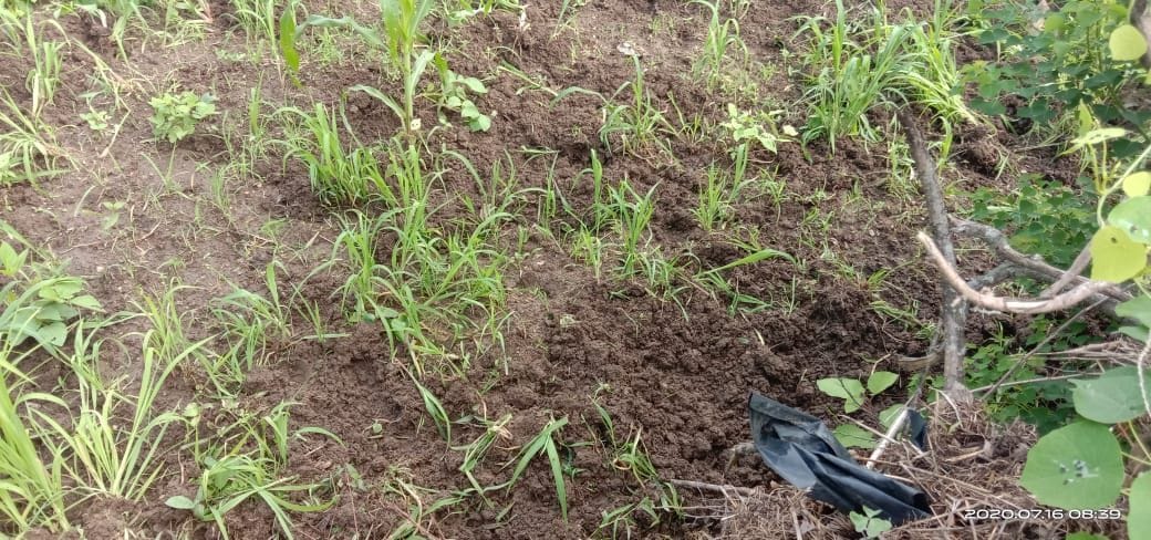 Farming in Someshwar