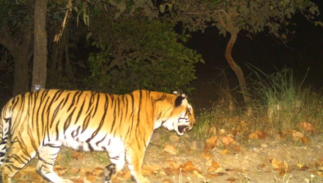 Two tigers in the Motichur range, none of the tigers