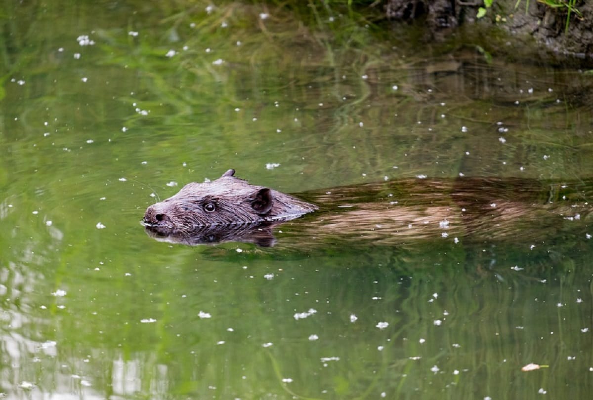 Coronavirus spread animals Spain orders to kill one lakh beaver