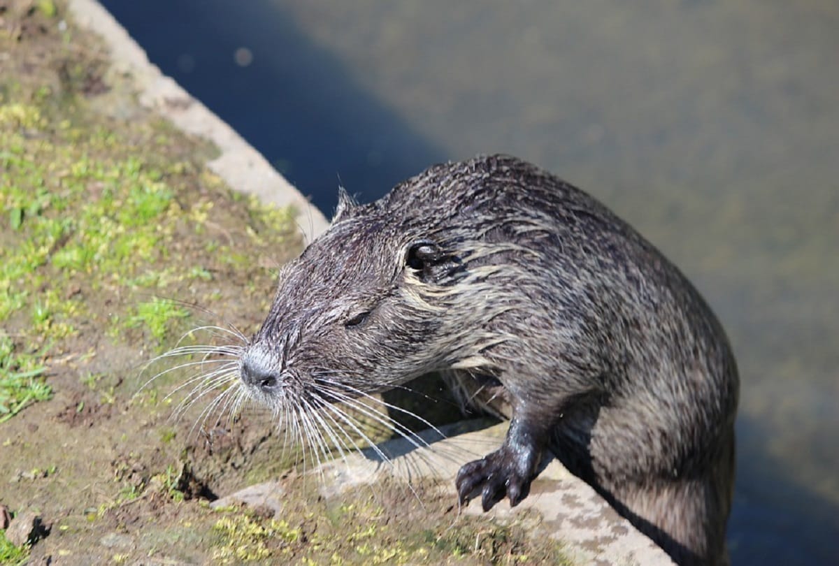 corona virus spread from human beings to otter and still spreading ten thousands otter died