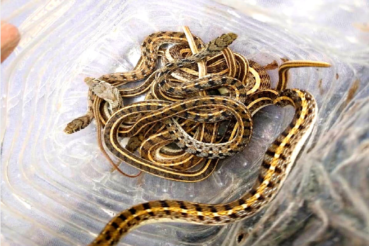 Six snakes have get in a house in a colony in Bijnor of Uttar Pradesh