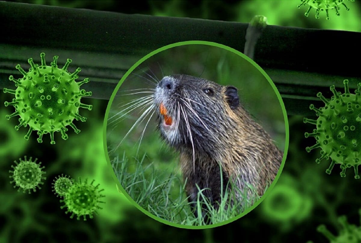 coronavirus study says covid 19 can not spread by mosquito bite