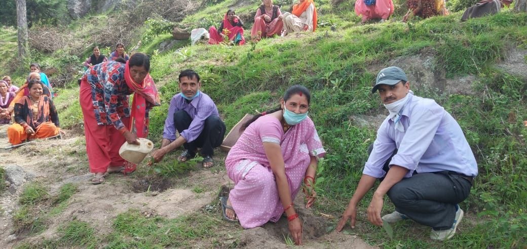 Plantation in Dwarahat