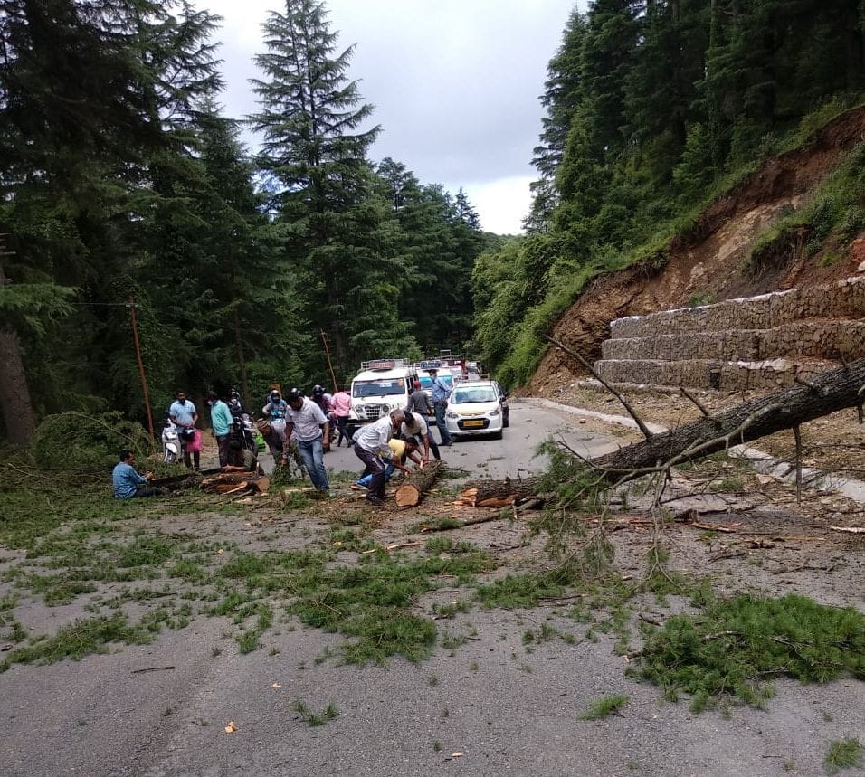 Giant tree fell near Tilon