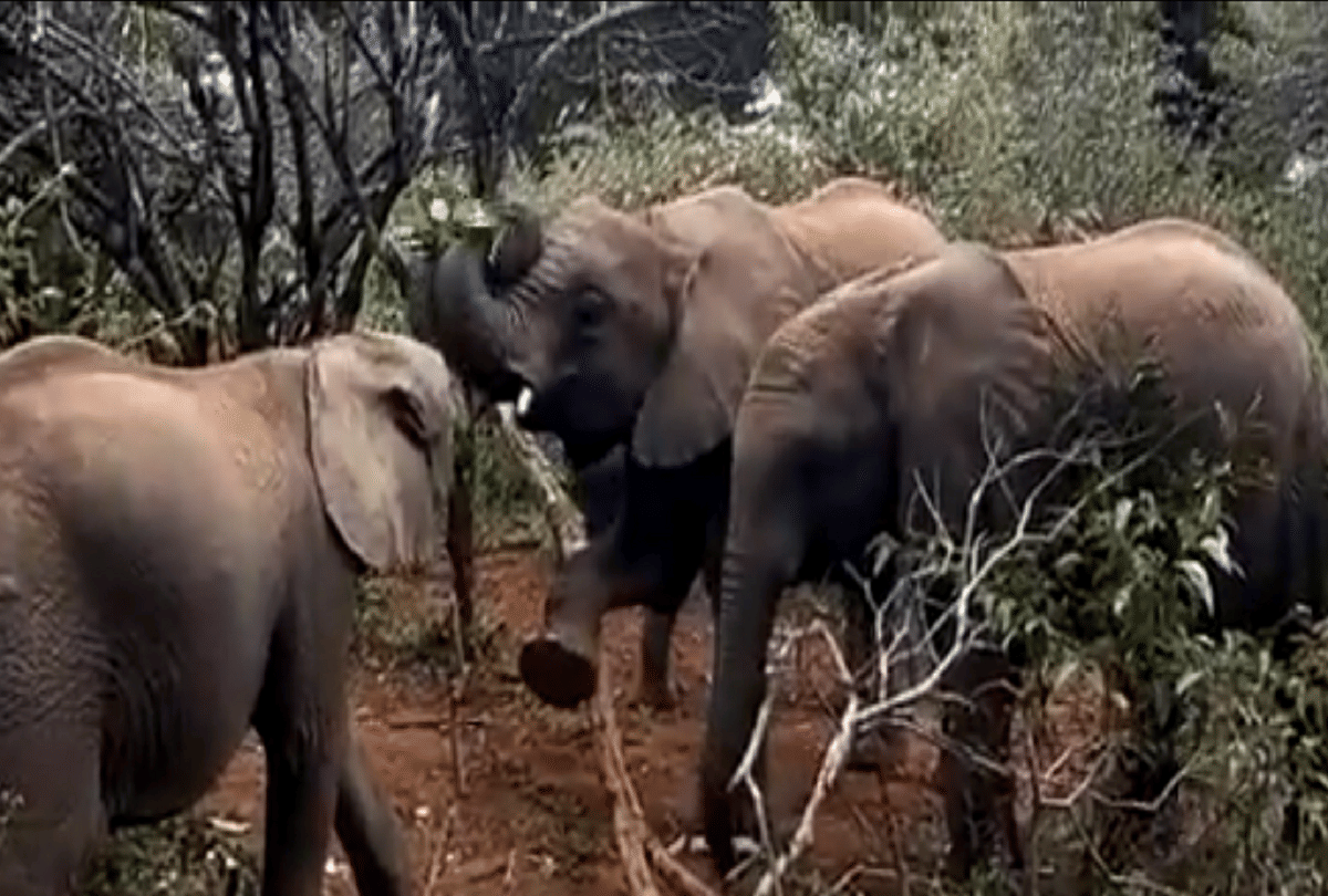 viral video elephant calves fight for tasty branch in kenya