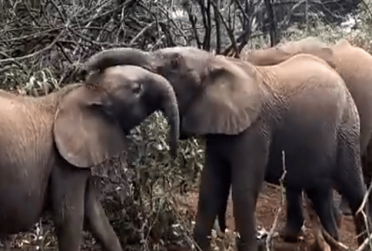 viral video elephant calves fight for tasty branch in kenya