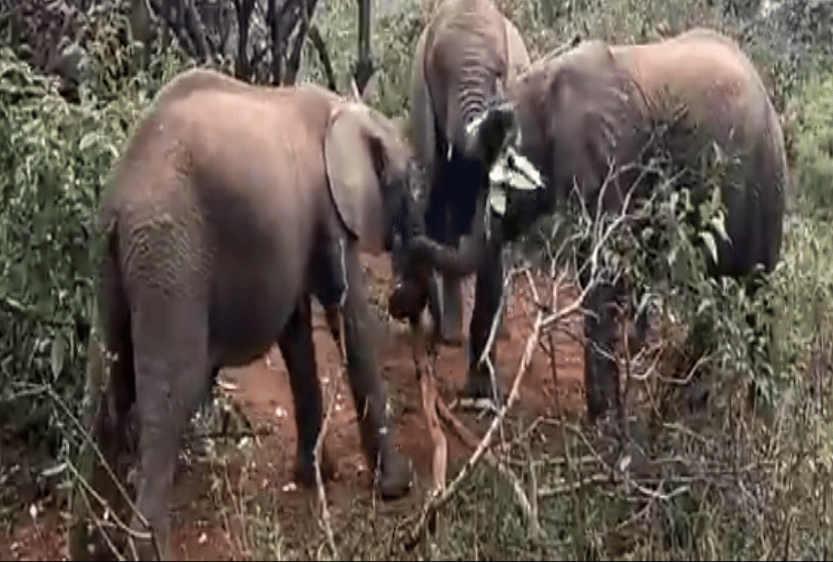 viral video elephant calves fight for tasty branch in kenya